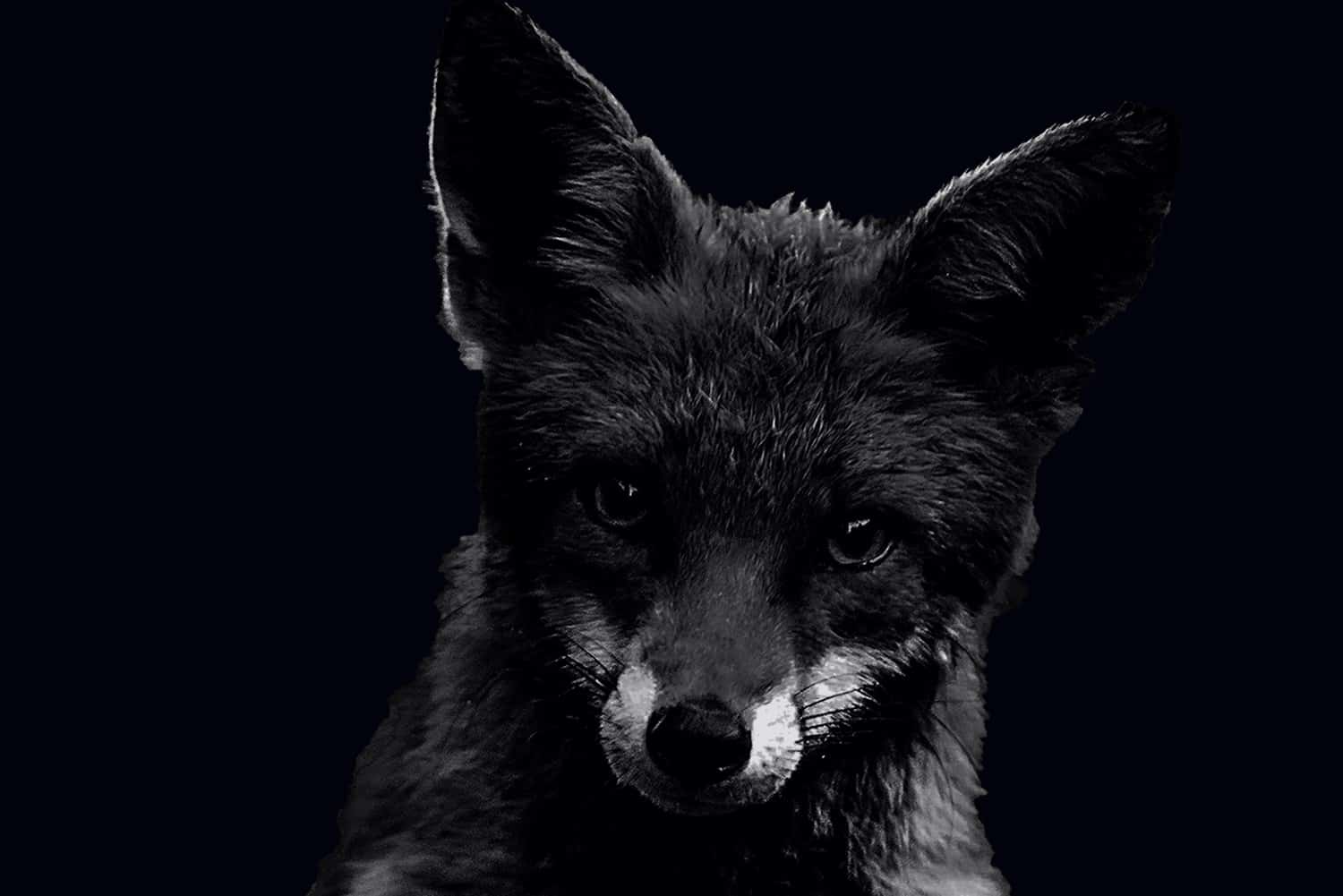 vinegar tom featured image