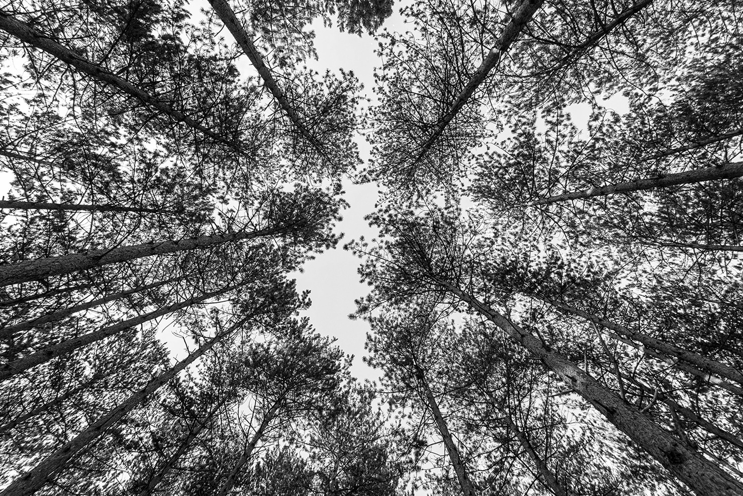 The White Tree featured image